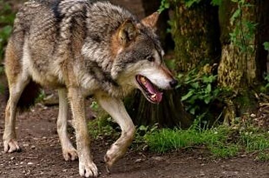 Волки убивают собак в посёлке на севере Пермского края