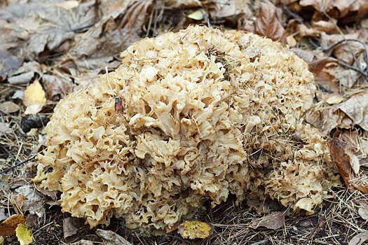 Краснокнижный царь-гриб обнаружили в парке «Кузьминки-Люблино»