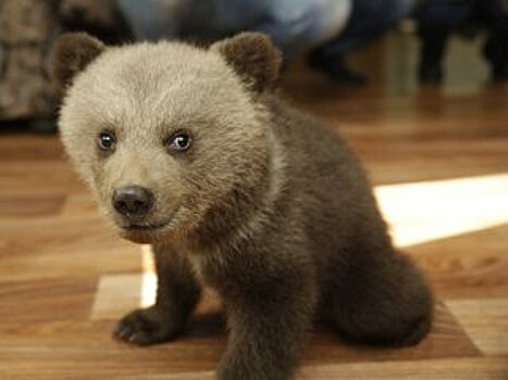 В вольерах уфимского парка Лесоводов родились три медвежонка