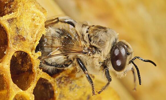 Ученые: пчелы ухают со страха