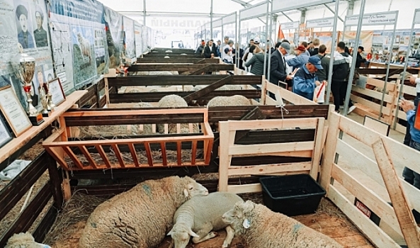 Фермеры из 20 регионов съехались в Волгоград на выставку овец и коз
