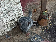 Шиншиллу заметили в одном из дворов на Южном шоссе