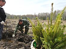 Госкорпорации РФ обяжут восстанавливать леса