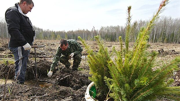 Госкорпорации РФ обяжут восстанавливать леса