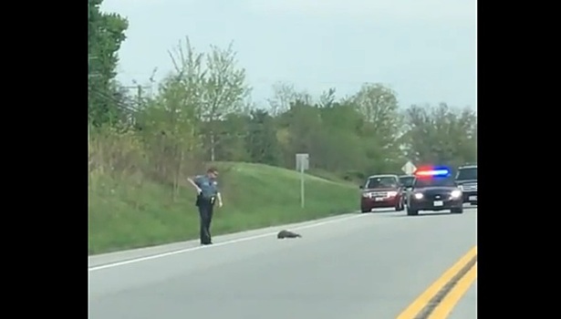 Полицейский застрелил сурка, заблокировавшего движение на трассе в США. Видео