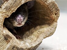 SwissInfo (Швейцария): правда ли, что крысы завоевали Швейцарию?