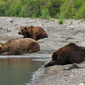 В российском заповеднике зафиксировали массовую гибель молодых медведей