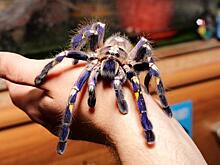 Ученые взяли моду называть вновь открытых насекомых именами знаменитостей