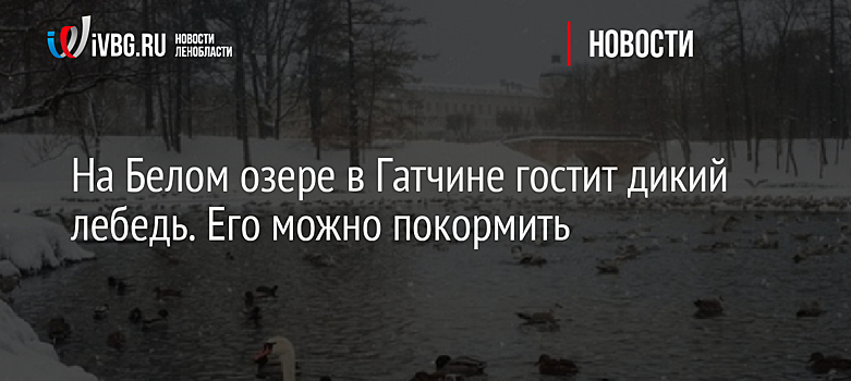На Белом озере в Гатчине гостит дикий лебедь. Его можно покормить