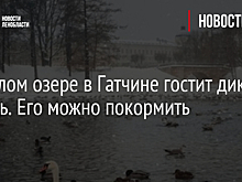 На Белом озере в Гатчине гостит дикий лебедь. Его можно покормить