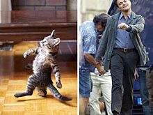 Знаменитости и животные: кто на кого похож