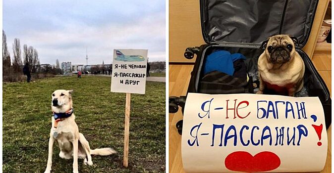 «Я не багаж»: в сети запустили новый флешмоб в честь защиты животных во время авиаперевозок
