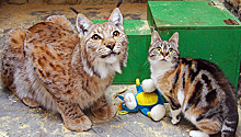 В Ленинградском зоопарке умерла кошка, прославившаяся дружбой с рысью