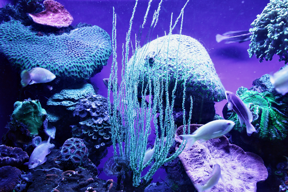 Дайвинг-центр Deep Siam, Эйлат, Израиль, Ближний Восток