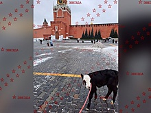 Опубликованы кадры прогулки американской экоактивистки с теленком по Красной площади