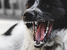 В Рязанском районе не могут найти покусанную собаками жительницу посёлка Искра