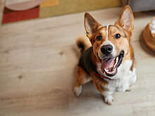 Ветврач Дмитриев: собаки могут грызть мебель из-за недостатка активности