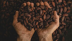 Россия нашла замену африканским какао-бобам