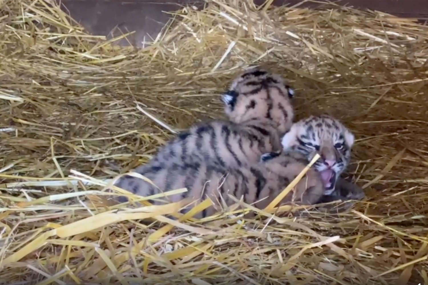 В Хабаровском крае отловили двух тигрят одноглазой хищницы