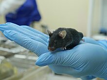 Мыши-мутанты помогут вылечить онкологию и болезнь Альцгеймера