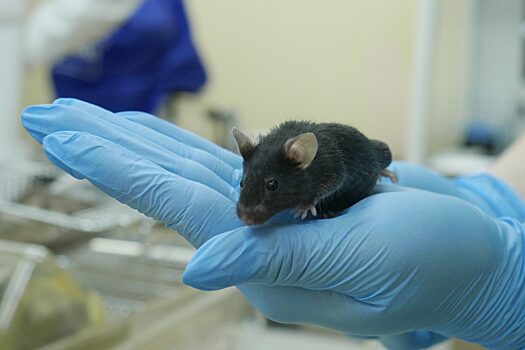 Мыши-мутанты помогут вылечить онкологию и болезнь Альцгеймера