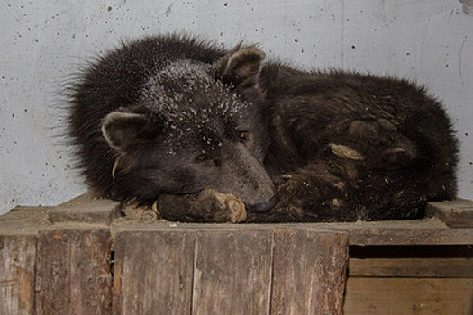В Челябинске живет медведопес