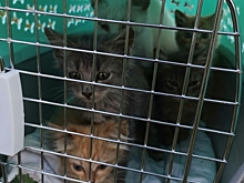 Концлагерь для кошек обнаружен в Нижегородской области