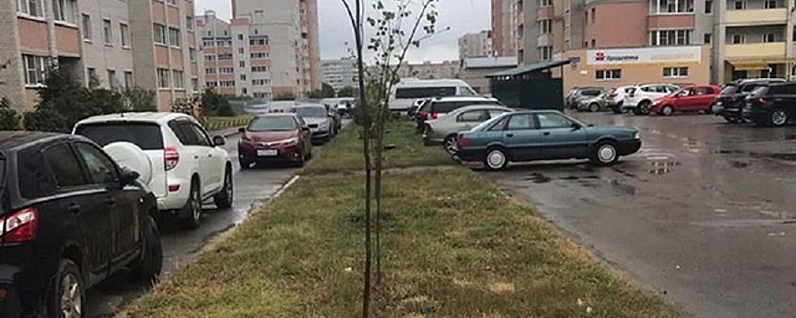 На улицах Костромы осенью высадят 1200 молодых рябин и берез