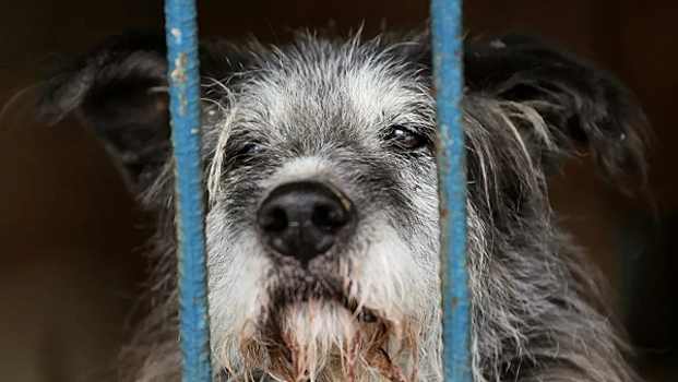 Собаки массово погибли в приюте в Чехове