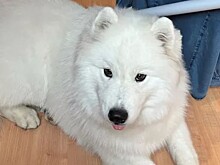 Туристы пытаются добиться безопасных условий для питомцев