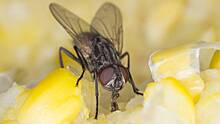 «Питается кровью»: энтомолог назвала насекомое, которого стоит опасаться осенью