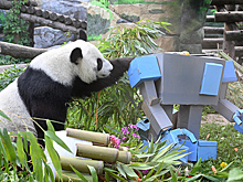 В Московском зоопарке с размахом отмечают дни рождения двух китайских панд