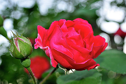 Зараженные трипсом розы из Кении уничтожили в Подмосковье