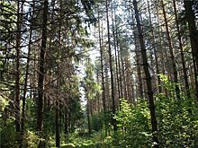 Ученые выяснили, как глобальное потепление повлияет на климат в Красноярском крае