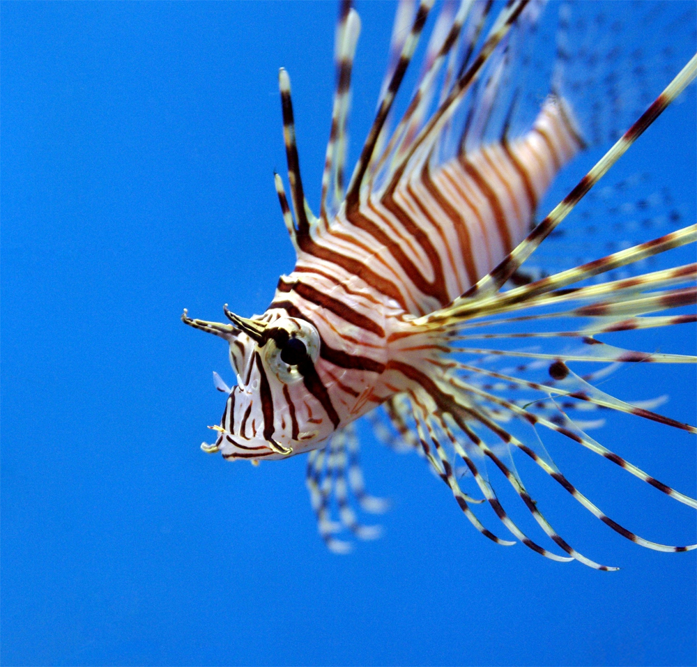 Океанариум Sochi Discovery World Aquarium, Сочи, Россия, Европа