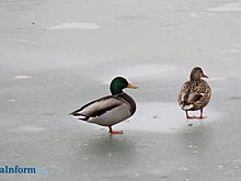 В Пензе начали наблюдать за подъемом воды в Суре