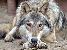 Охотник Виктор Павлов избавил от волков жителей новосибирского села Бергуль