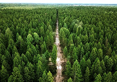 Курская область готовит инициативы по восстановлению лесов