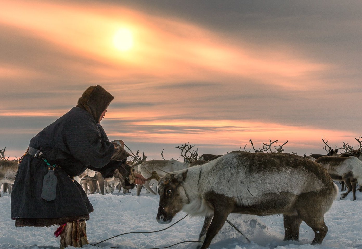 Закон «О северном оленеводстве» вступает в действие на Камчатке осенью