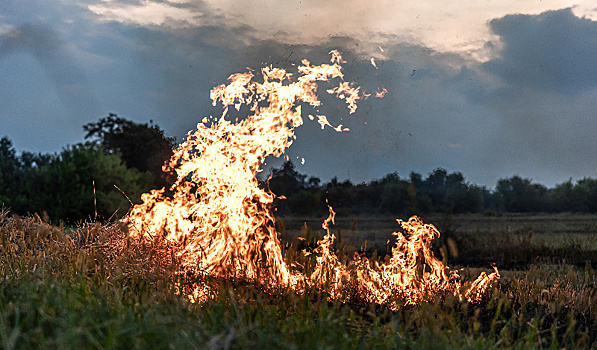 Придётся заплатить: в Приамурье поймали амурчан, устроивших пожар в лесу
