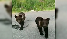 На Ямале медведи напали на водителя