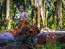 Аналитики ожидают роста мировых цен на пальмовое масло в 2024 году