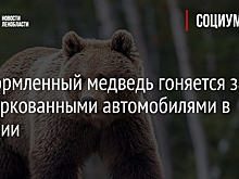 Прикормленный медведь гоняется за припаркованными автомобилями в Карелии