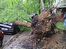 Страховщики начали выплаты пострадавшим от урагана в Москве