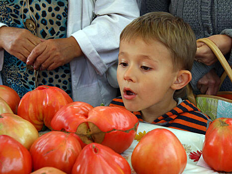 РФ нашла замену турецким томатам