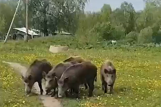 Дикие кабаны терроризируют жителей деревни под Новосибирском
