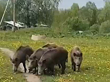 Дикие кабаны терроризируют жителей деревни под Новосибирском