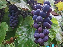 Законопроект о строительстве отелей при винодельнях рассмотрят во II чтении