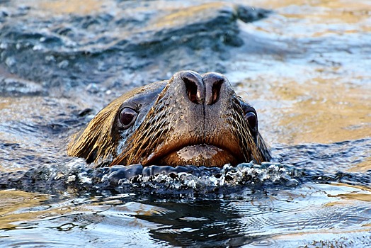 Морской лев прыгнул в лодку к рыбакам за рыбой