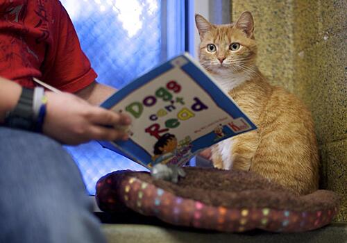 Зачем в США школьники читают книги котам